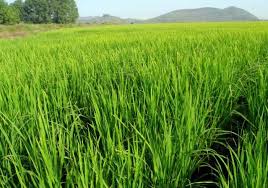 ricefield